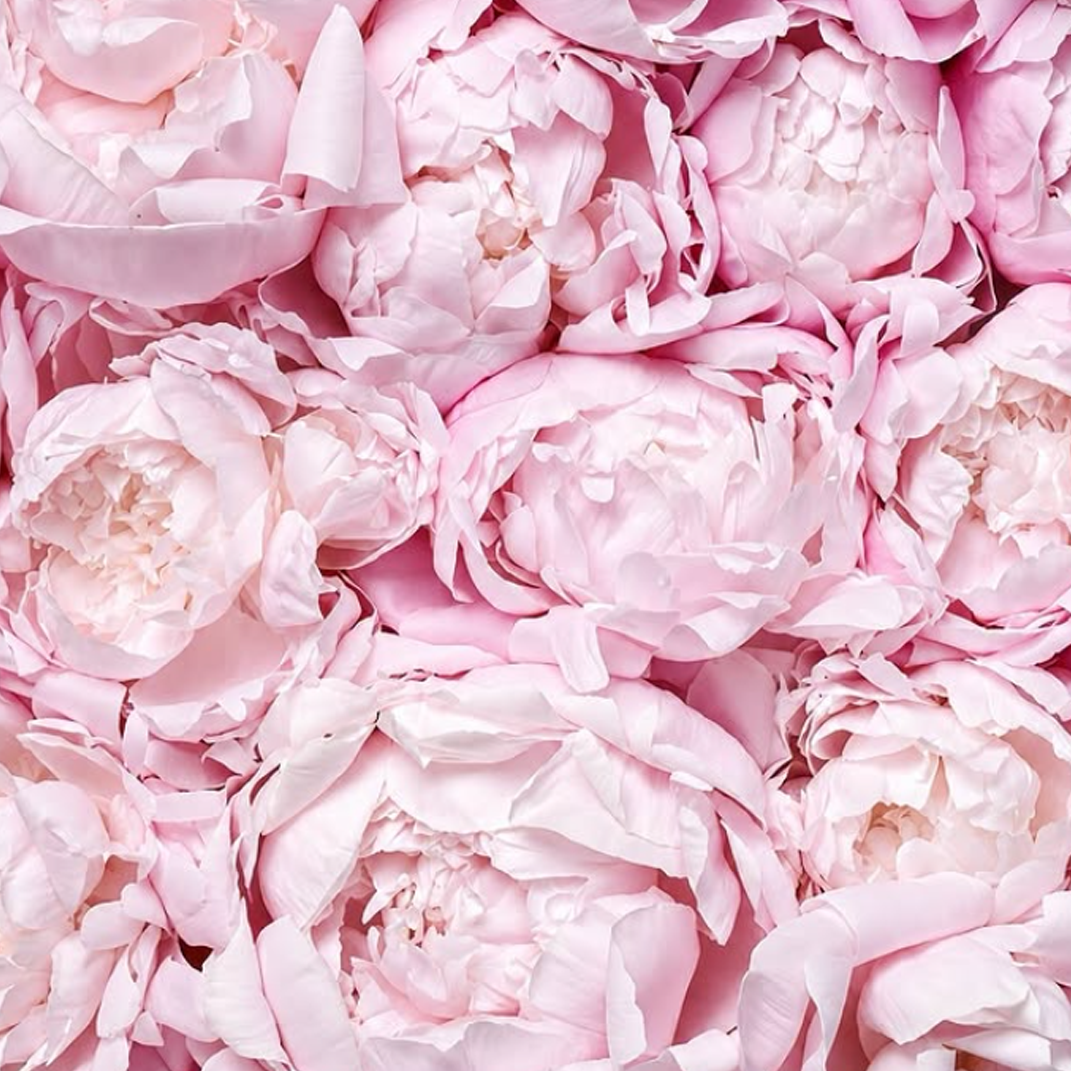 The Peony Garden