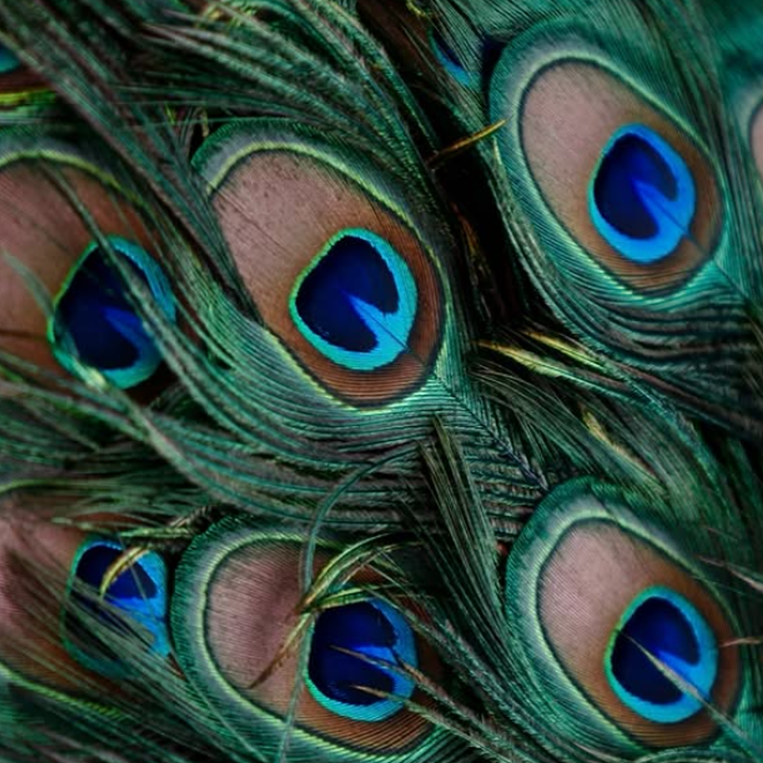The Lucky Plume